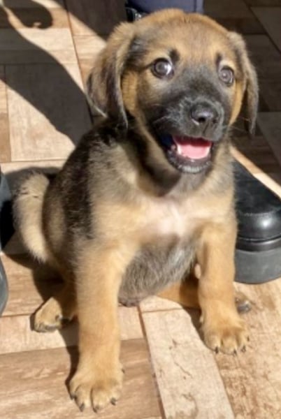 Welpenbub Carlchen liebt Menschen. Wo sind seine?