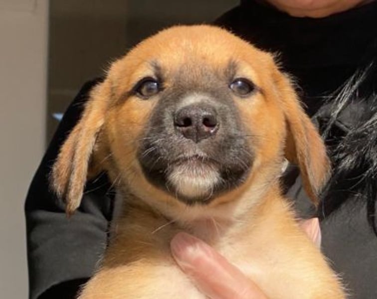 Welpenbub Mocca möchte gerne eine Familie ♥️