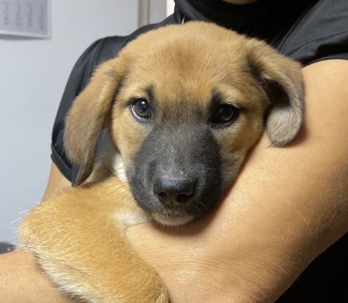 Wie wem darf Welpenmädchen Winnie ankommen?