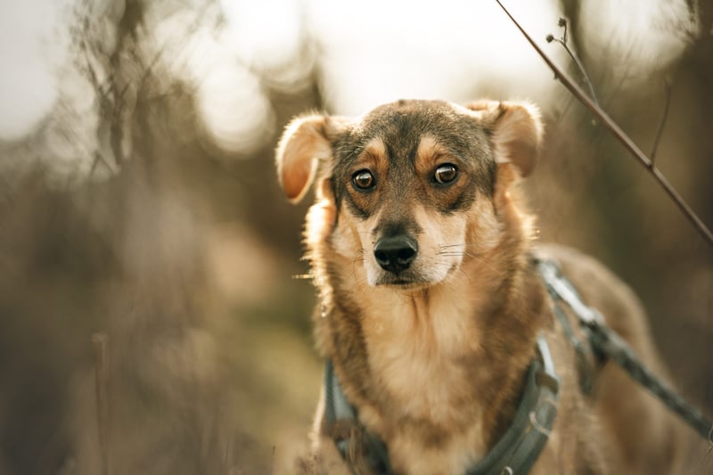 Hübscher Zhuzhik sucht seine Menschen