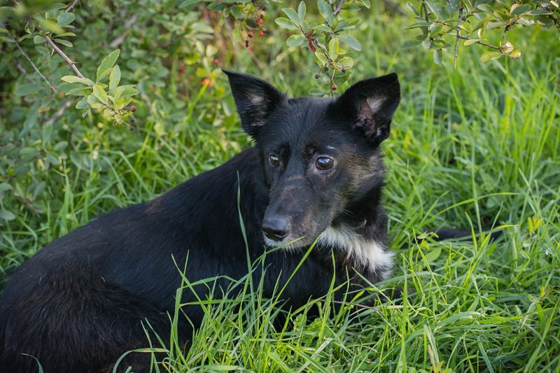 ROSIE - diese wunderbare Begleiterin sucht ein liebevolles Für-Immer Zuhause