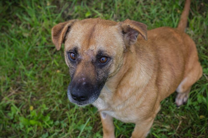 GRETA - die gehorsame und verschmuste Hündin träumt von einem tollen eigenen Zuhause