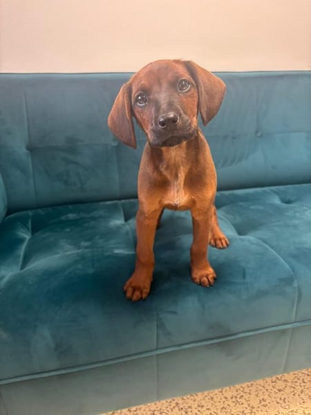 Welpe MIA -  ich freue mich auf tolle Abenteuer mit meinen Menschen!