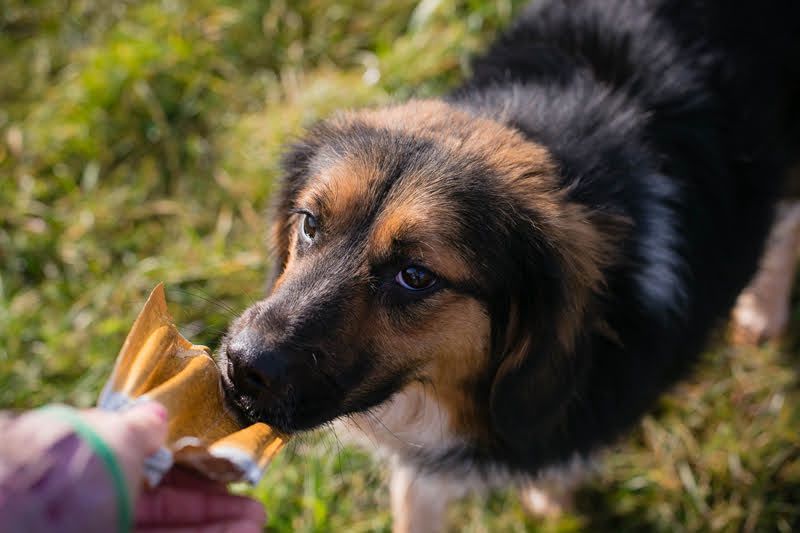 NAMIRA - die lebhafte, aktive Hündin ist nichts für Couchpotatos :-)