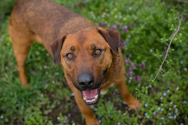 RUSTY -  der aktive Rüde liebt die Nähe zu den Menschen und er freut sich, wenn er lernen darf