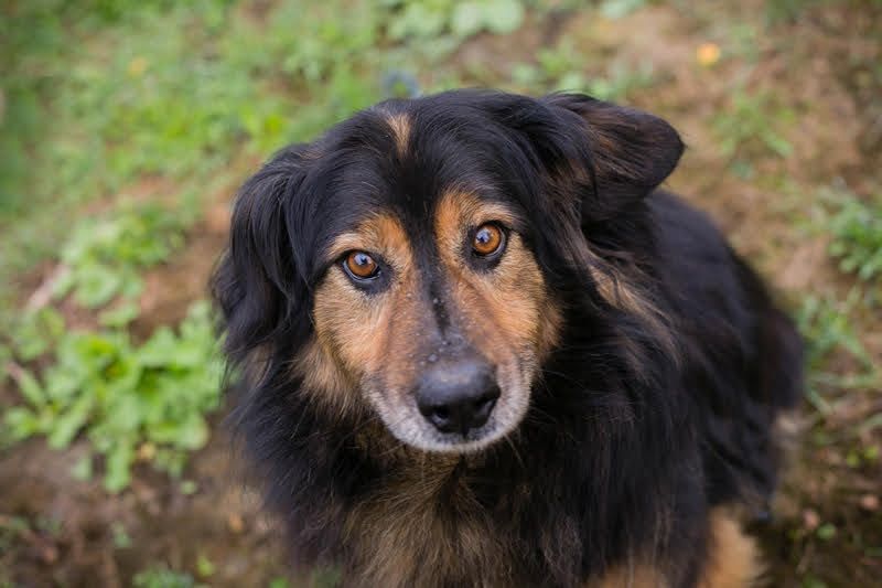 LENNOX - ich suche ein Für-Immer Zuhause bei einfühlsamen Menschen!