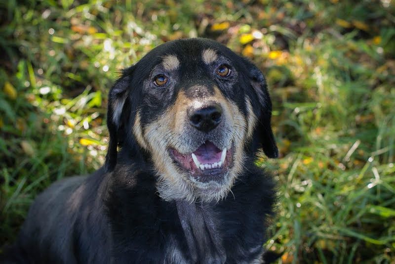 SNOOPY - Aufgeschlossener, freundlicher und fröhlicher Hundebub sucht sein eigenes Körbchen