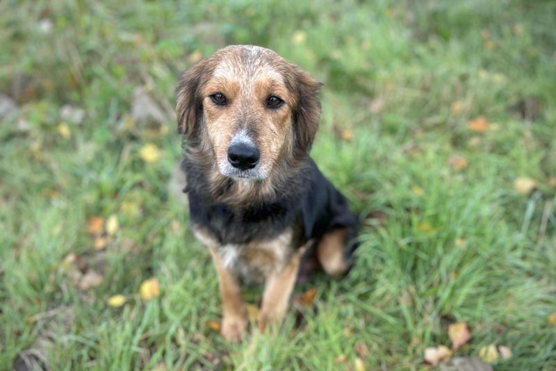 Chip-Nr. 255443 - ich suche einen Namen und am besten auch gleich ein tolles Zuhause