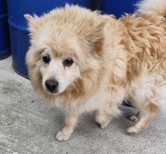 ORSON - der liebe und ruhige Knuddelfan freut sich auf tolle Spaziergänge mit seinen Menschen