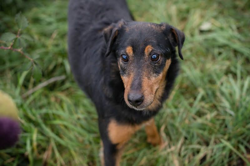 SKIBBY - ich möchte spielen + kuscheln und suche Familienanschluss mit großem Garten