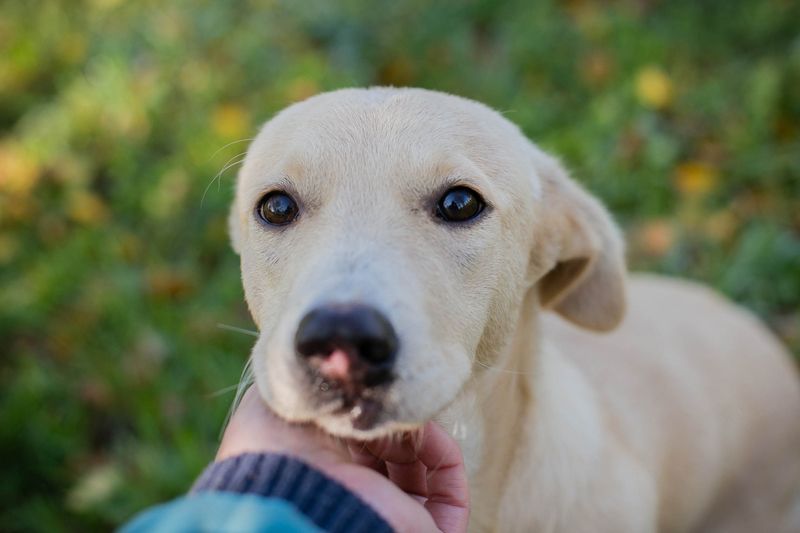 Chip-Nr. 259209 - ich suche eine Familie, die mich liebt, beschützt und mich nie mehr alleine lässt