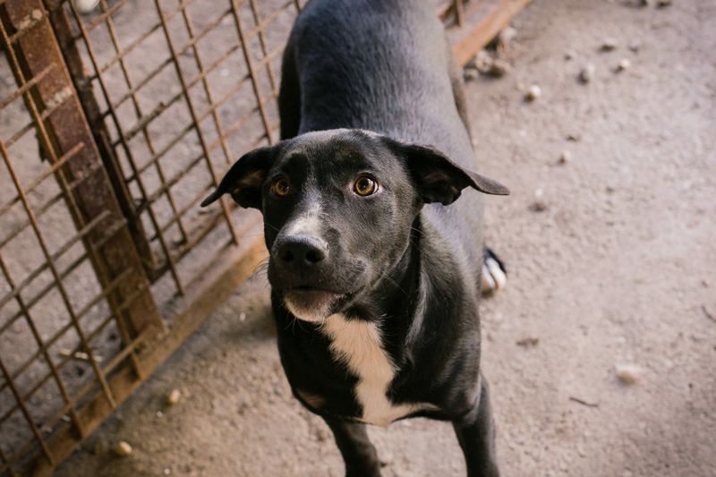 CIARA - die hübsche Maus freut sich auf tolle Abenteuer mit ihrer Familie