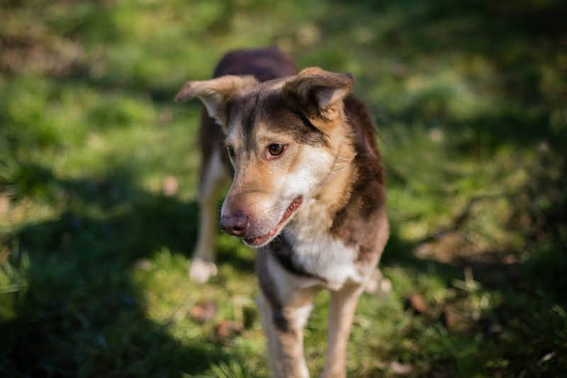 SCOTTI - ich mag Menschen und Hunde und bin fröhlich und gut gelaunt!