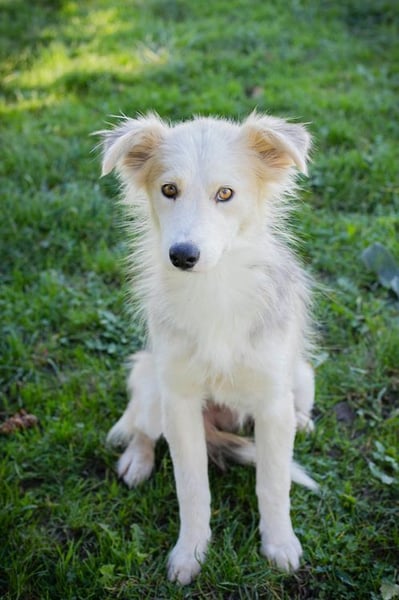 Chip Nr. 256411 - ich suche ein tolles Zuhause mit viel Liebe, Geduld und Einfühlungsvermögen!