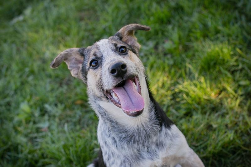 Welpe ABBY - ich suche eine liebevolle Familie!