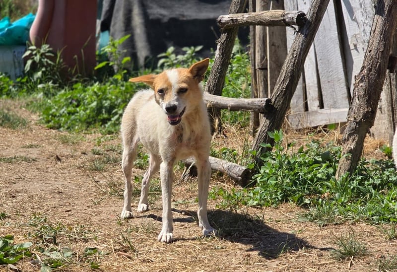 Hope- schüchterne Maus sucht ihr Zuhause