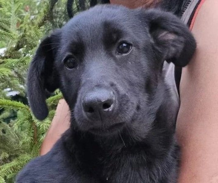 Süßes Welpenmädchen Holly