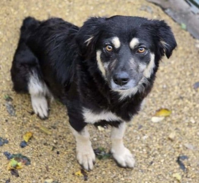 Liebevolle, ausgeglichene Tonga sucht ihre Menschen