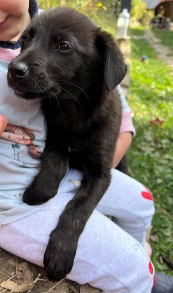 Welpe Dori auf der Suche nach einer Familie