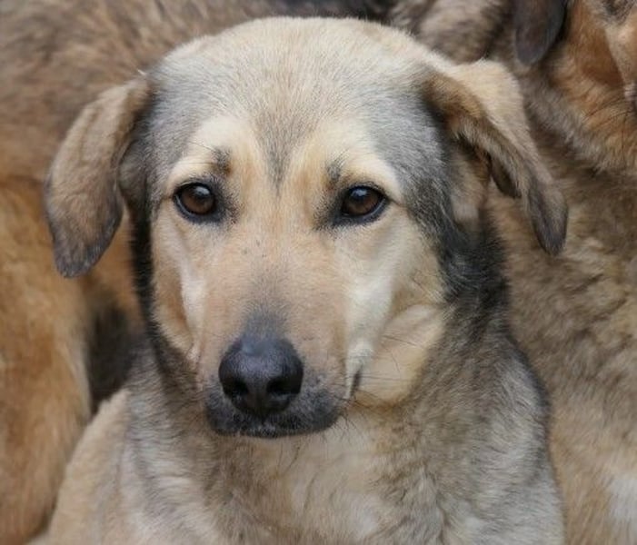 Wunderschöne Laura sucht ihre Menschen