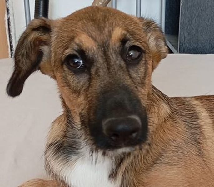 Strolchi ist ein Glückshund