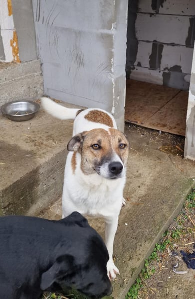 Lucky, hol dir das Glück ins Haus