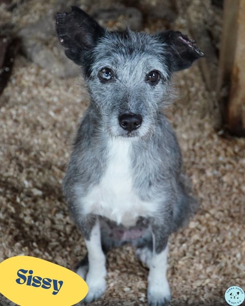 Sissy VA, ist noch etwas unsicher