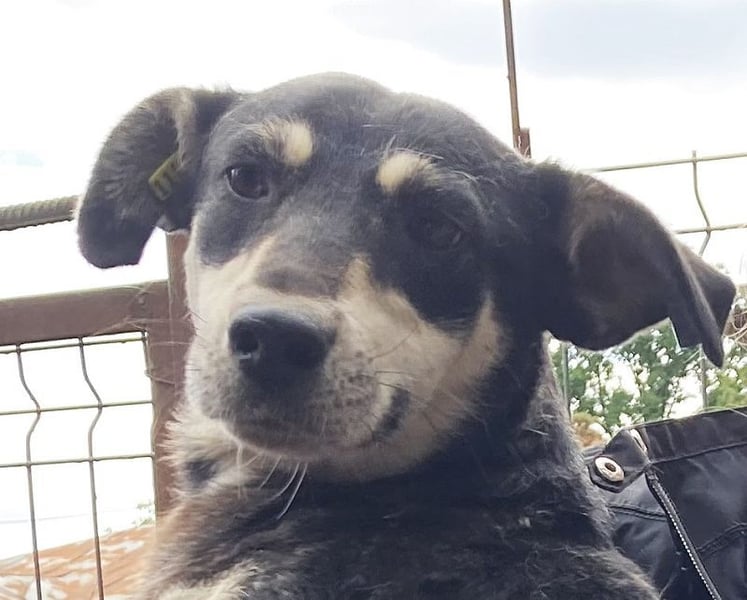 ♥RONI♥ sanfte,hübsche, liebe,anfangs noch schüchterne Hündin,die sicher schnell Vertrauen fasst 47cm