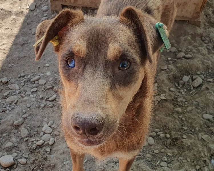 ♥SHAWNA♥ total menschenbezogene, wunderschöne, lebensfrohe, quirlige Junghündin 46 cm