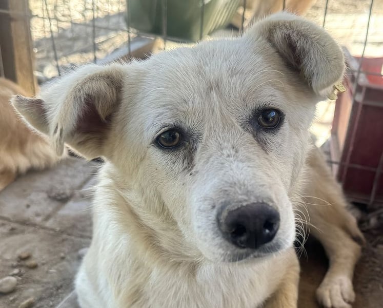 ♥VANESSA♥ süße, noch vorsichtige hübsche Maus, die im Tierheim so traurig schaut 48 cm