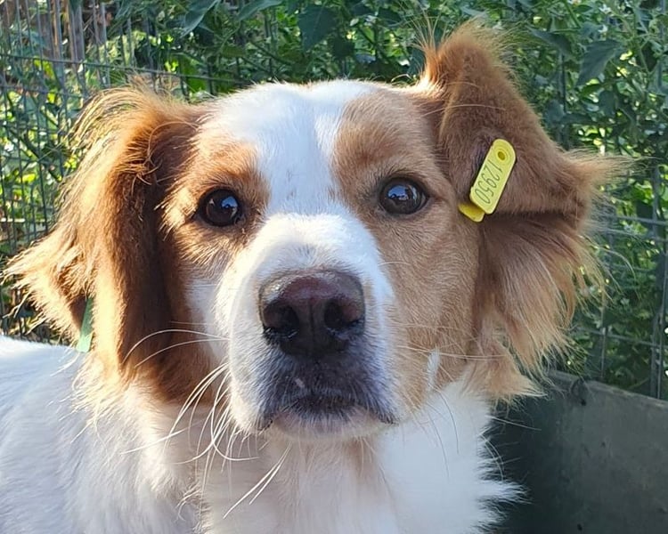 ♥NOALI♥ wunderschöne, noch etwas unsichere Hündin mit wuscheliger Puschelrute 50 cm