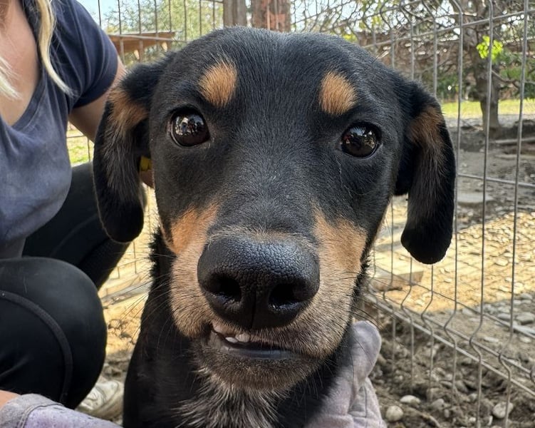 ♥LUBI♥ hübscher, ganz lieber, noch etwas ängstlicher Rüde mit dem süßen Unterbiss 45 cm