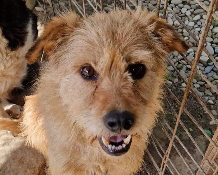 ♥LINDI♥ ruhige, sanfte, anfangs noch vorsichtige süße Hündin mit wuscheligem goldfarbenen Fell 49 cm