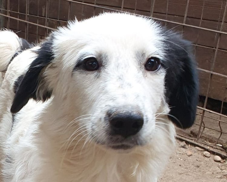 ♥YUKI♥ ab 15. Nov auf Pflegestelle bei Köln - zuckersüße, sehr zutrauliche, verspielte Juniorin 43cm