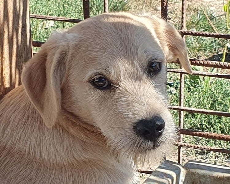 ♥BARNY♥ neu auf Pflegestelle bei Köln - zuckersüßer Bub mit sensibler kleiner Seele 44 cm (wachsend)