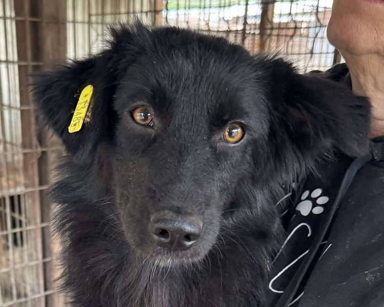 ♥LEA♥ ab Ende Nov auf Pflegest bei Köln-süße,verschmuste Juniorin mit tiefschwarzem,langen Fell 46cm