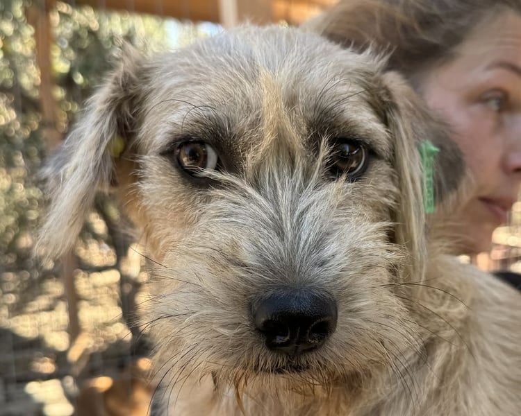 ♥CONNY♥ zuckersüße, sanfte Junghündin, die vom Tierheimstress überfordert ist 50 cm