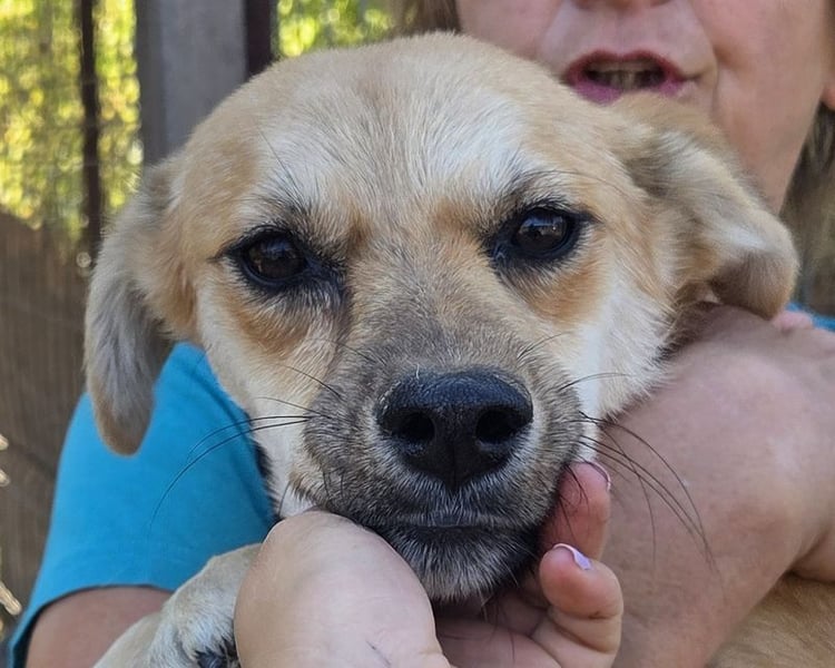 ♥CORA♥ elegante, ruhige, feinsinnige Hündin, die in sich ruht 45 cm