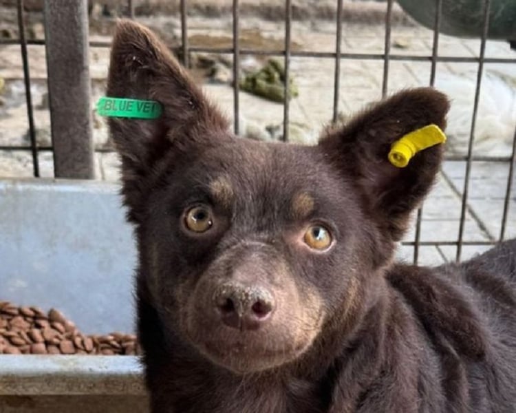 ♥SCHOKI♥ neu auf Pflegestelle bei Köln - süße, anhängliche, ruhige Hündin 44cm