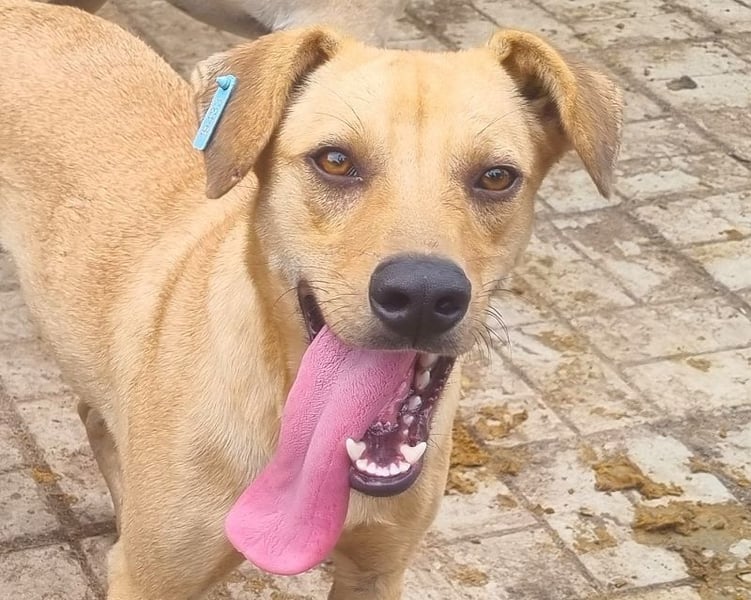 ♥FOXY♥ ganz lieber, fröhlicher, goldfarbener Blitz, der noch nie in Freiheit toben durfte 48 cm