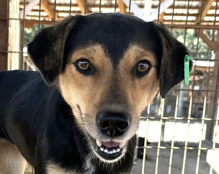 ♥RIBANA♥ süße, quirlige Junghündin, die traumhaft im Umgang mit Menschen ist 50 cm