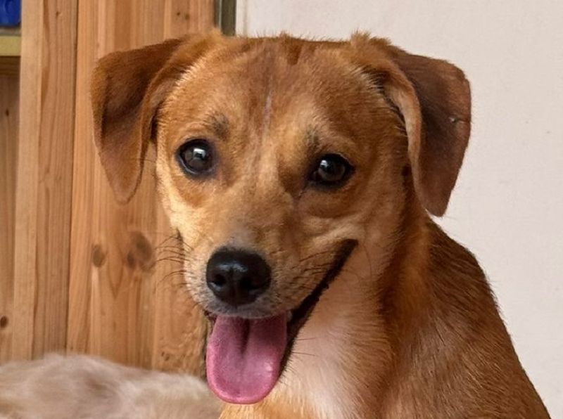 ♥PUMUCKL♥ auf Pflegestelle in Köln - zuckersüßer, sanfter, noch etwas unsicherer Junghund 41 cm