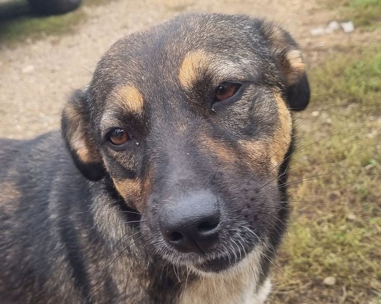 ♥CLIO♥ sehr menschenbezogene, ganz liebe und zutrauliche Schmusebacke 48 cm