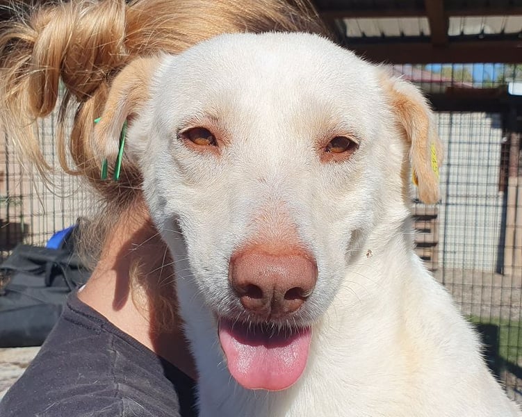 ♥MALEEN♥ ab 14. Nov auf Pflegestelle bei Köln - hübsche, süße, sanfte Hündin 48 cm