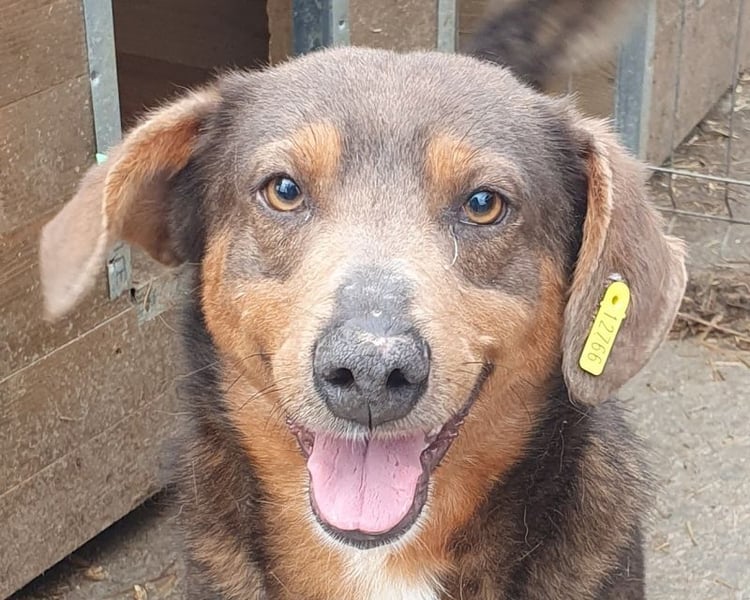 ♥IVO♥ kleiner, dackelähnlicher, sehr menschenbezogener und verschmuster Freund für's Leben 42 cm