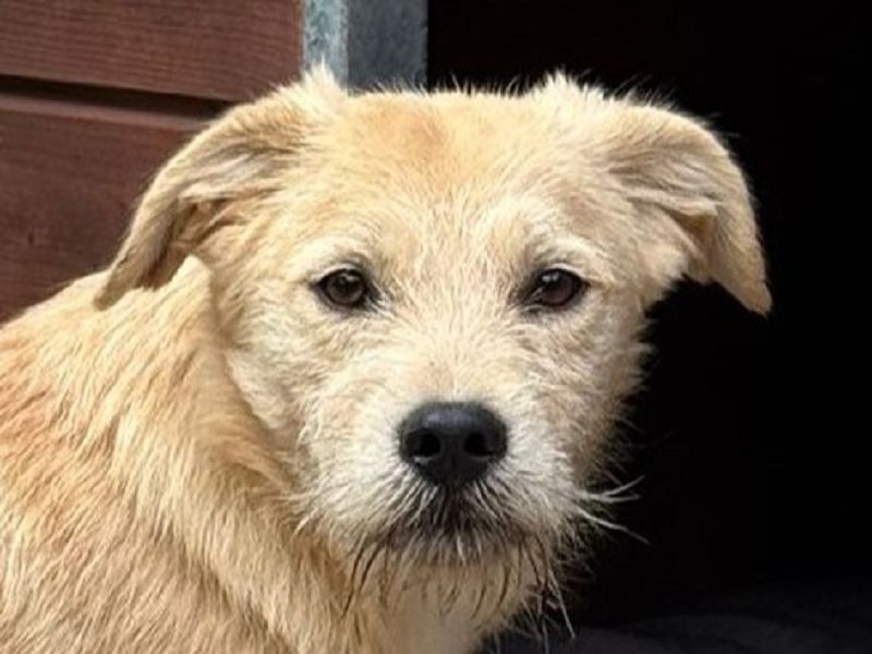 ♥BARNY♥ neu auf Pflegestelle bei Köln - zuckersüßer, verspielter Bub 44 cm (wachsend)