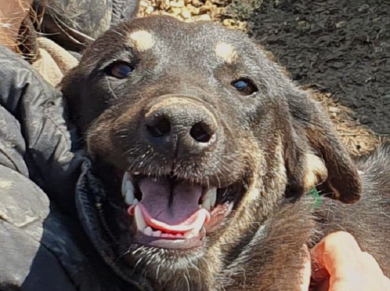 ♥SAFARI♥ sehr menschenbezogener, verschmuster Schatz,der so gar nichts im Tierheim verloren hat 49cm