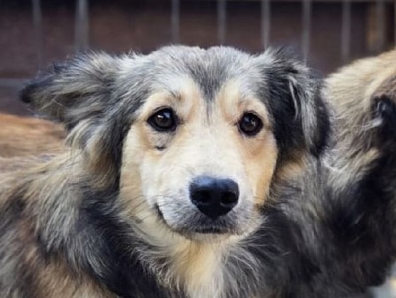 ♥SIMBA♥ neu auf Pflegestelle bei Köln - wunderschöner, so süßer und herzlicher Rüde 44 cm