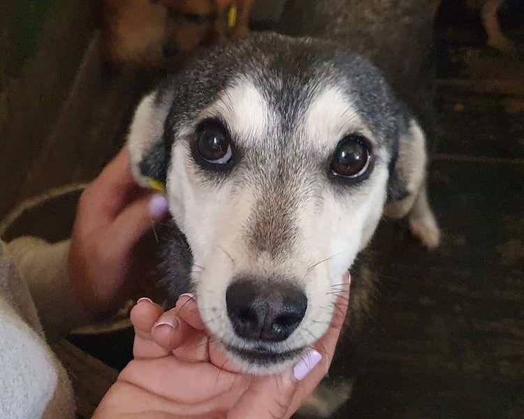 ♥FRITZI♥ neu auf Pflegestelle in Köln - zartes, ganz verschmustes Herzenshundekind 48 cm