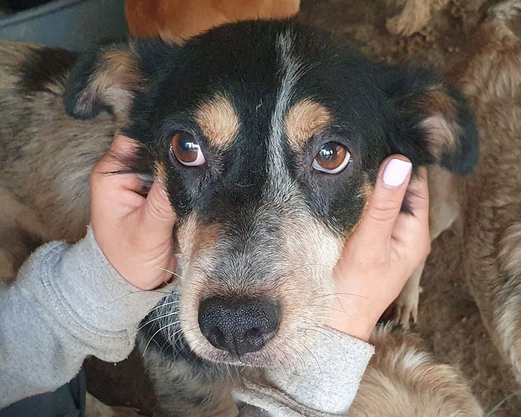 ♥NELE♥ wunderschöne, ruhige, verschmuste, sensible Hündin mit Pointer-Fellzeichnung 47 cm